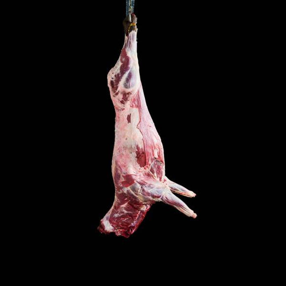 CERF ENTIER PELE