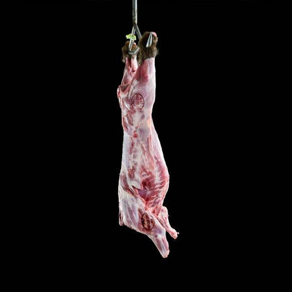 SANGLIER ENTIER
